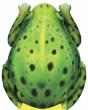 Little Frog - Preview