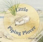 Little Piping Plover