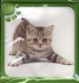 Livre Bain Animaux Mignons - Preview