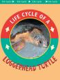 Loggerhead Turtle - Preview