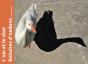 L'Oie Et Le Chat : Histoires D'Ombres - Preview