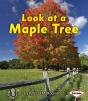 Look At A Maple Tree - Preview