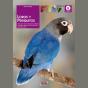 Loros Y Periquitos - Preview