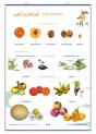 Los Frutos Las Plantas Y Sus Utilidades - Preview