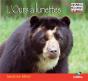 L'Ours À Lunettes - Preview
