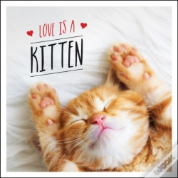 Capa do artigo Love Is A Kitten