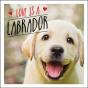 Love Is A Labrador - Preview