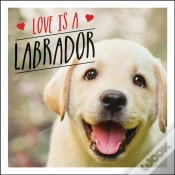 Capa do artigo Love Is A Labrador