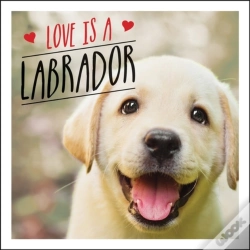 Capa do artigo Love Is A Labrador