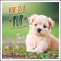 Love Is A Pup - Preview