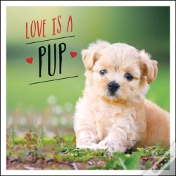 Capa do artigo Love Is A Pup