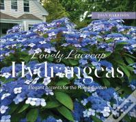 Lovely Lacecap Hydrangeas