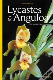 Lycastes & Anguloa : Des Orchidées Hors Du Commun