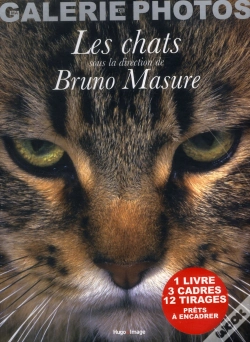 Capa do artigo Ma Galerie Photos De Chats