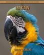 Macaw - Preview