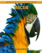 Macaw - Preview
