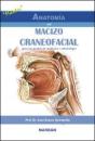 Macizo Craneofacial - Preview