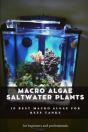 Macro Algae Saltwater Plants - Preview