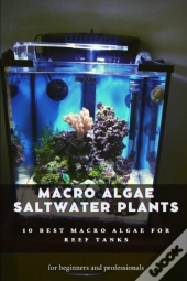 Macro Algae Saltwater Plants