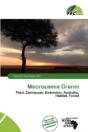 Macrozamia Cranei - Preview