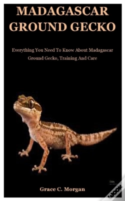 Capa do artigo Madagascar Ground Gecko