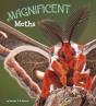 Magnificent Moths - Preview