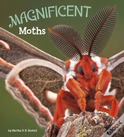Capa do artigo Magnificent Moths