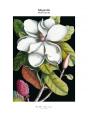 Magnolia - Preview