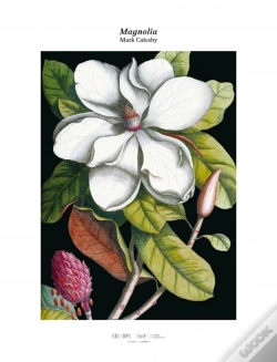 Capa do artigo Magnolia