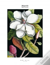 Capa do artigo Magnolia