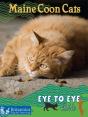 Maine Coon Cats - Preview