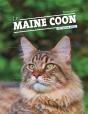 Maine Coon (Le) - Preview