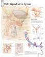 Male Reproductive System Chart - Preview