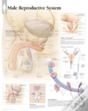 Capa do artigo Male Reproductive System Chart