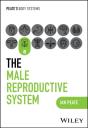 Male Reproductive System - Preview
