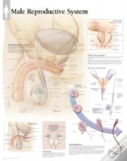 Capa do artigo Male Reproductive System Laminated Chart