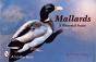Mallards - Preview