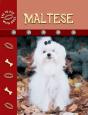 Maltese - Preview