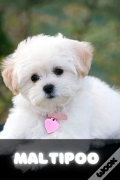 Capa do artigo Maltipoo
