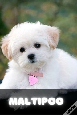 Capa do artigo Maltipoo