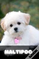 Maltipoo