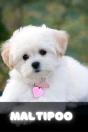 Maltipoo - Preview