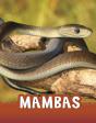 Mambas - Preview
