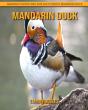 Mandarin Duck - Preview