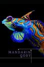 Mandarin Goby - Preview