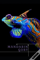 Mandarin Goby