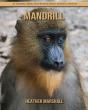 Mandrill - Preview
