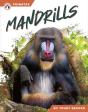 Mandrills - Preview