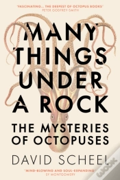 Capa do artigo Many Things Under A Rock