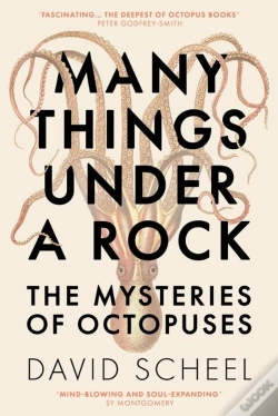 Capa do artigo Many Things Under A Rock